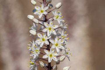 Flowering Drimia maritima, or sea onion.