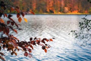 Jesienne liście © Robert