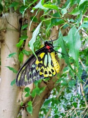 butterfly on a leaf