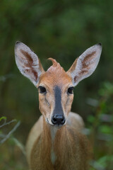Closeup portrait of a female Common Duiker with big ears looking into the camera, Kruger Park. 