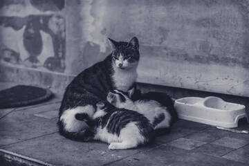 mother cat feeding baby cats