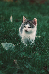 cute little puppy cat in the garden