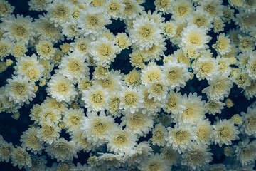white chrysanthemum flower background