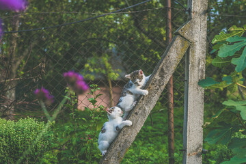 two cute little kitty cat playing in the garden