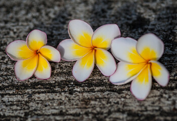 Plumeria on the concrete surface.