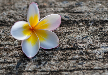 Plumeria on the concrete surface.