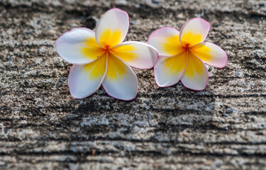 Plumeria on the concrete surface.