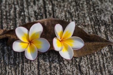 Plumeria on the concrete surface.