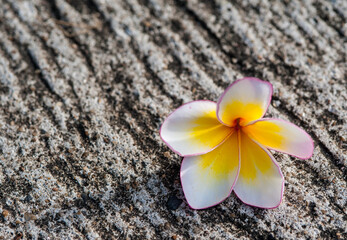 Plumeria on the concrete surface.