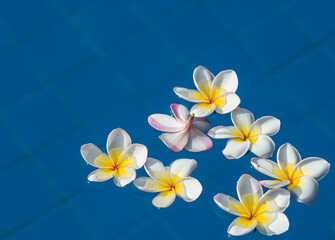 Plumeria flowers