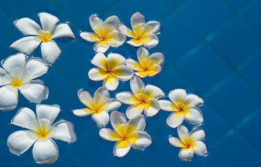 Plumeria flowers