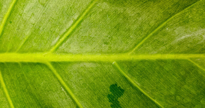 Green leaf background with visible vein leaf