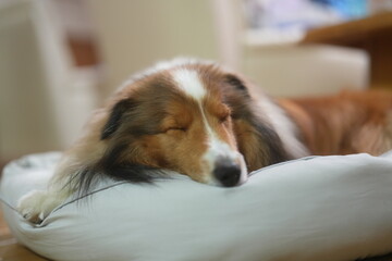 眠そうなシェルティ