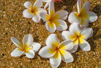 Plumeria flowers