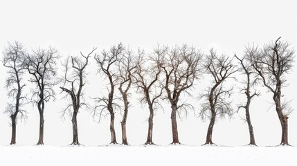 A forest of sentient trees, each with its own personality and wisdom, in white background