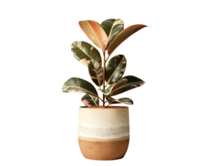 Modern indoor plant in a stylish two-tone ceramic pot. Ideal for home decor, office spaces, or adding greenery to any environment, PNG, No background, transparent, air-purifying trees.