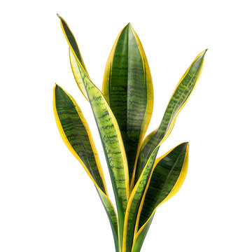 Vibrant image of a snake plant with green and yellow foliage, PNG, No background, transparent, air-purifying trees.