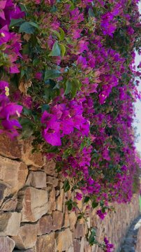 Bougainvillea flowers in the garden, moving in the wind