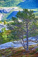 Landscape, countryside and nature with mountain, stream and green trees in Norway for eco friendly. Environment, earth and water with grass, blue sky and plants for travel, ecology or sustainability