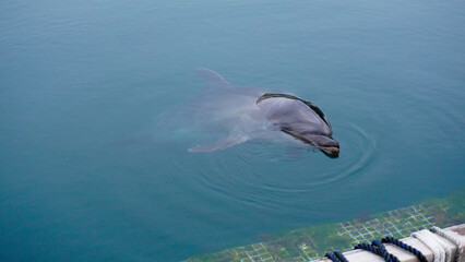 Fototapeta premium ドルフィンファームのイルカ