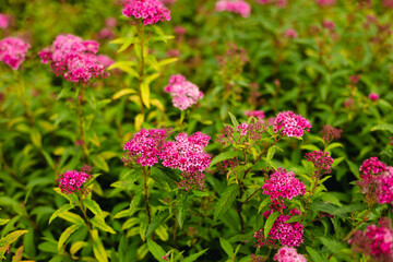 Beautifully blooming pink spirea flowers. Spiraea japonica.