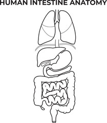 Printhuman digestive system. location of the gastrointestinal tract in the human body. uext labels, Vector Hand Drawn Sketch Set of Anatomical Human Organs