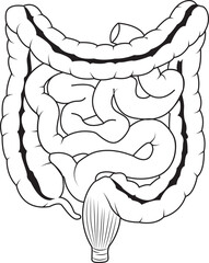 Intestine anatomy. Human body digestive system bowel infographic with duodenum, colon and jejunum. Internal abdominal organ vector structure. Medical education, hospital or school banner
