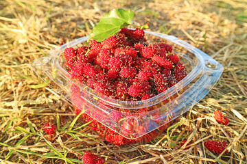 Freshly Picked Mulberry Fruits in a Small Bucket on the Ground with Dry Straws