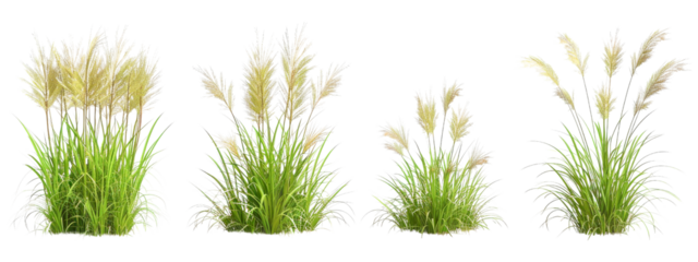 Four Lush Pampas Grass Clumps, on Transparent Background for Botanical and Landscaping Design