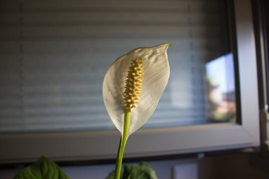 FLOR SPATHIPHYLLUM WALLISII CUNA DE MOISES LIRIO DE LA PAZ