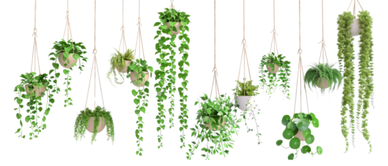 Hanging Indoor Plants Collection with Various Greenery in Stylish Macrame Holders on Transparent Background