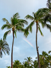 Fototapeta premium Hawaii palm trees with rainbow