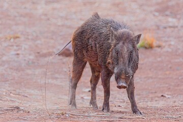 Indian Boar pausing to look at the camera