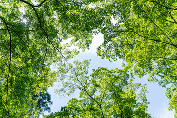 Fototapeta premium Green and Tree tops forest, Green environment.