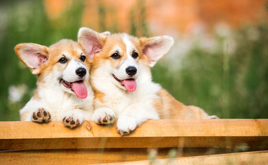 two cute Welsh Corgi puppies next to each other