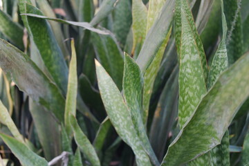 Close up of green leaves of agave plant in the garden.