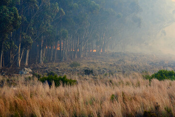 Wild fire, smoke and dry season with environment, danger and nature with risk, forest and burn....