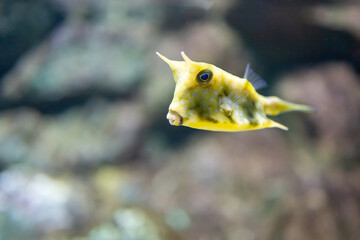 Top view of Yellow boxfish, focus selective