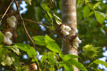 White Gossypium flowers blooming, Gossypium cotton thread material and sleeping pillow