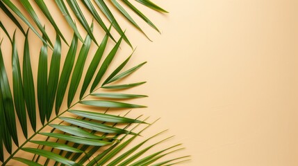 Obraz premium Cosmetic and beauty background. Fresh palm leaves on beige background with copy space. 