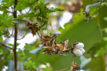 White Gossypium flowers blooming, Gossypium cotton thread material and sleeping pillow
