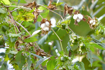 White Gossypium flowers blooming, Gossypium cotton thread material and sleeping pillow