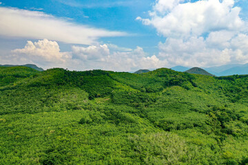Obraz premium Beautiful green forest in southern Thailand.