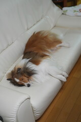 眠そうなシェルティ