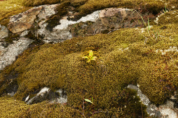 Moss, mountains and close up in nature or environment for summer, sustainability and plants. Ecology, growth and forest in countryside for outdoor, adventure and study of organic matter in ecosystem