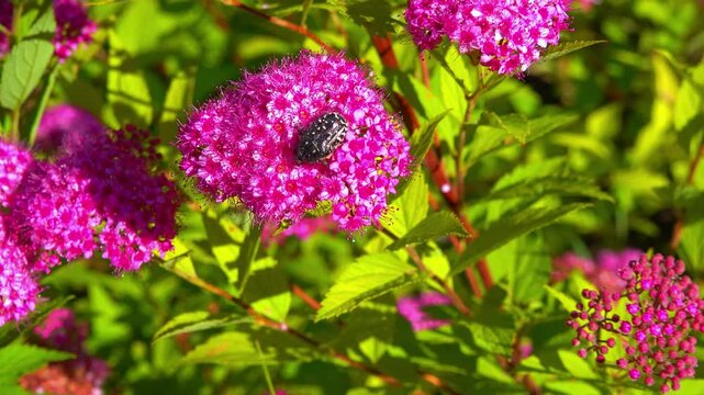Oxythyrea funesta - spotted beetle collects pollen on pink flowers in the garden