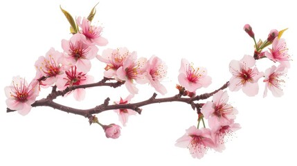 Fototapeta premium Pink cherry blossoms on a Sakura tree branch, isolated on a white backdrop, perfect for spring-themed visuals.