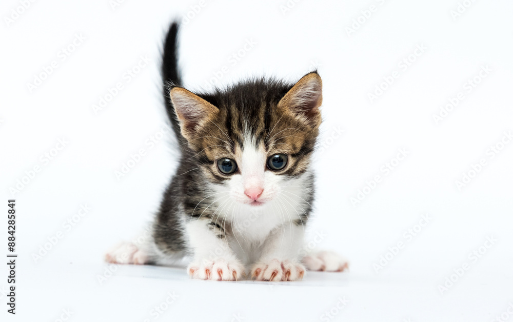 Sticker cute kitten looking at white background