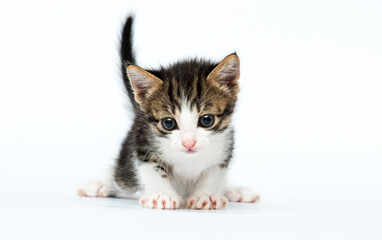 cute kitten looking at white background