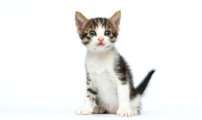 striped kitten sitting and looking at the camera